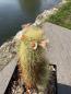 Preview: Mammillaria elongata